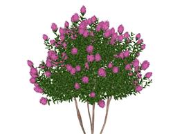 花卉绿植丁香花su模型