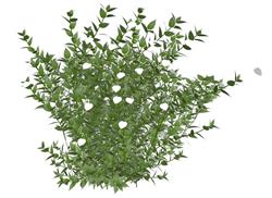 白纸扇花植物su模型