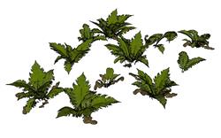 巢蕨类植物模型