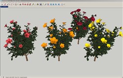 木槿花植物的sketchup模型