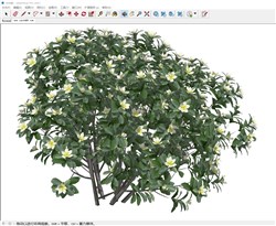 溲疏植物的sketchup模型