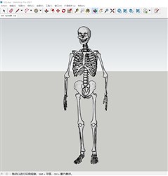 骷髅人体骨架的sketchup模型