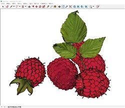 覆盆子树莓野果的sketchup模型