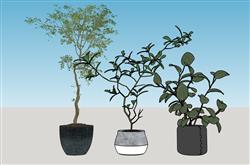 盆栽花盆植物模型