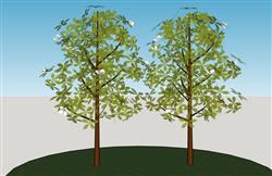 免费下载小叶树木 SU 模型，打造逼真绿植景观