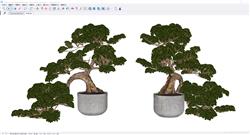 盆景植物SU模型 免费sketchup模型下载