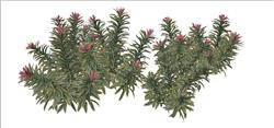 植物素材SU模型 免费sketchup模型下载