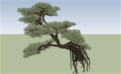 景观松树SU模型