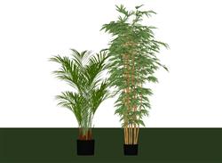植物盆栽盆景SU模型