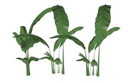 芭蕉树SU模型