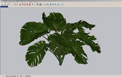 龟背竹植物SU模型