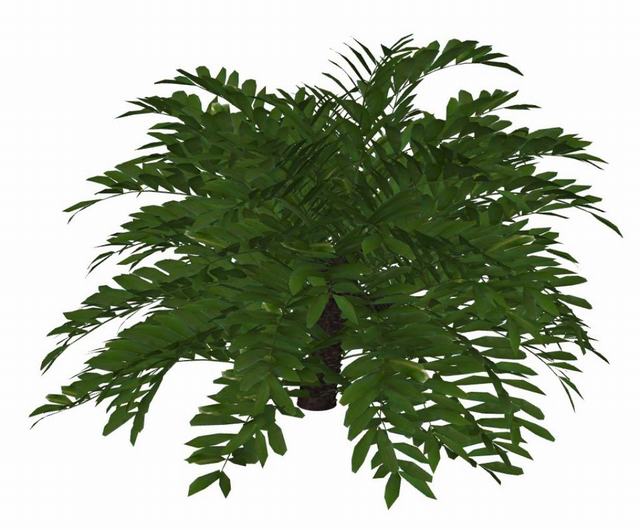 灌木植物的SU模型
