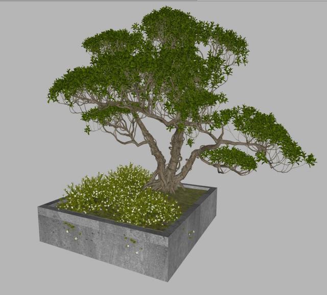 黄杨景观树植物SU模型