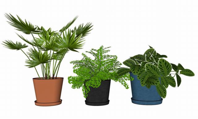 花盆植物的SU模型