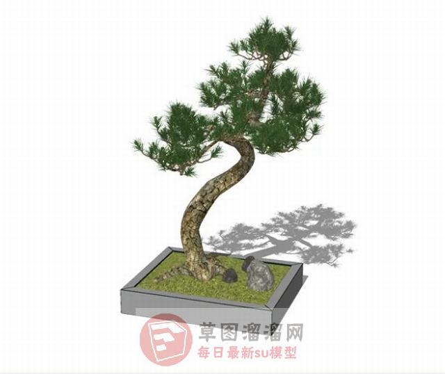 松景盆景盆栽SU模型