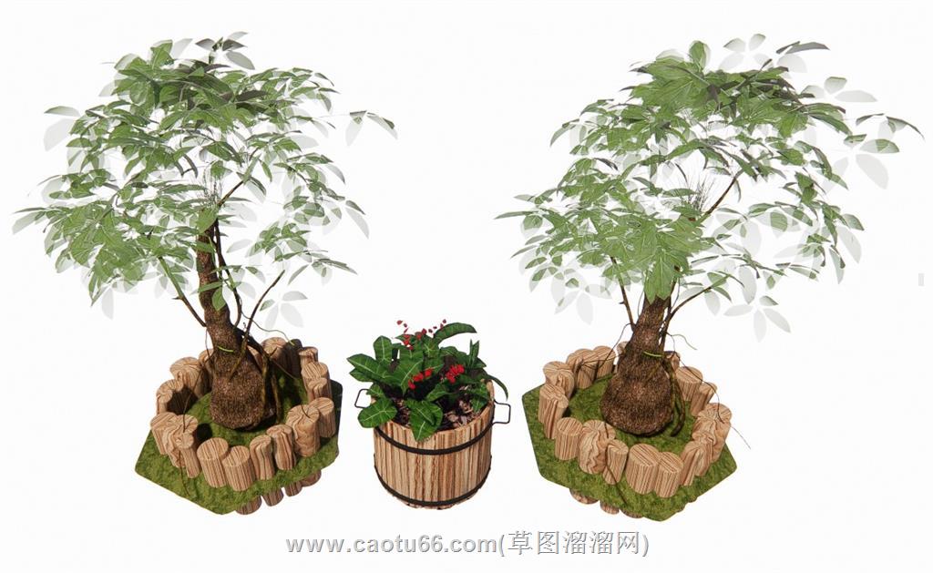 发财树景观植物SU模型