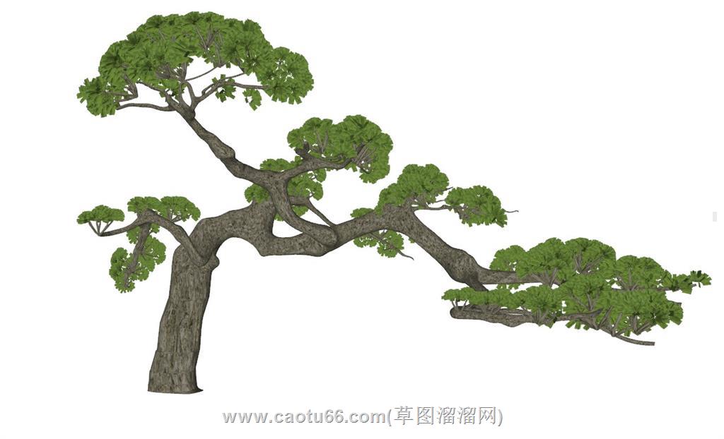 景观树迎客松SU模型