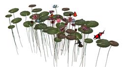 荷花池金鱼SU模型