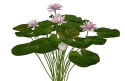 荷花莲花景观SU模型