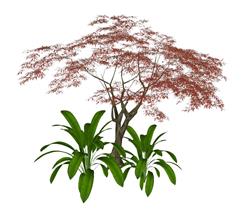 枫叶树景观树SU模型