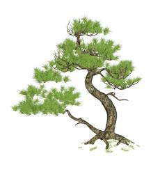 迎客松松树SU模型