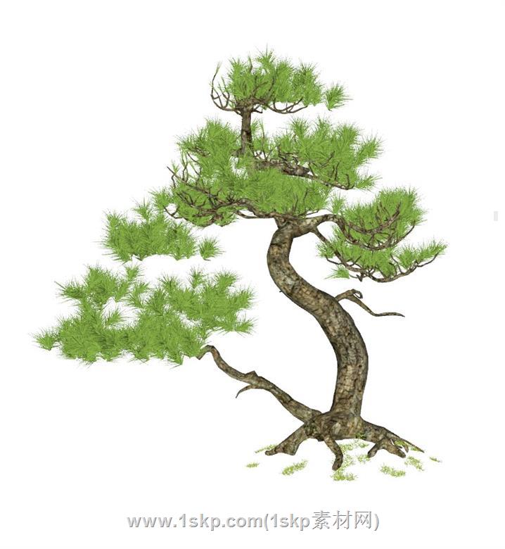 迎客松松树SU模型
