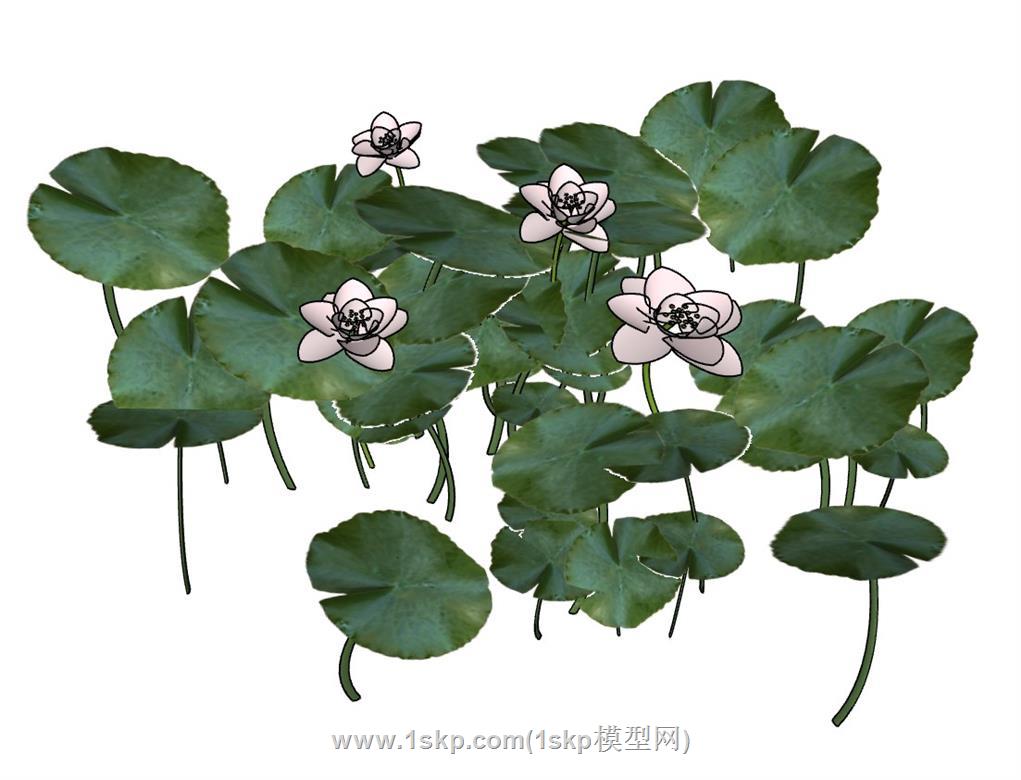 荷花荷叶SU模型
