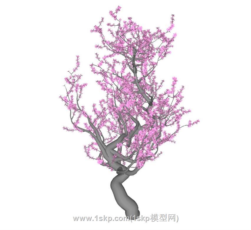 梅花树树SU模型