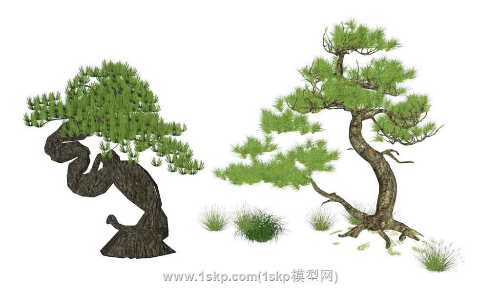 景观松树迎客松SU模型