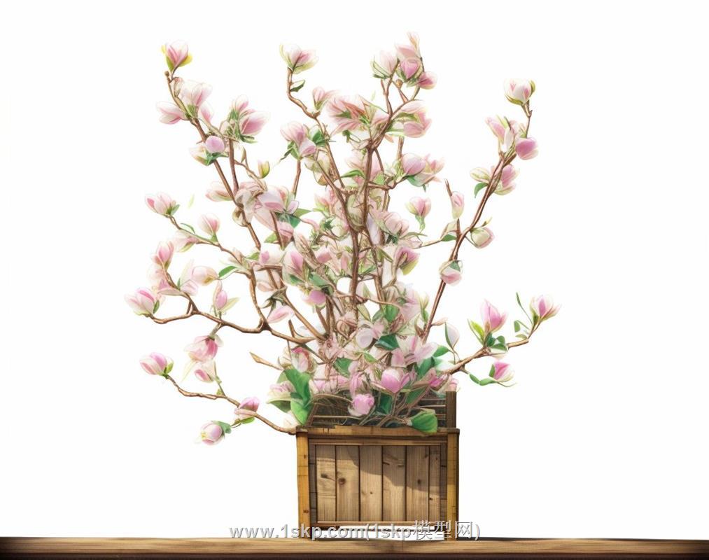 二乔玉兰花箱植物