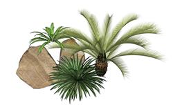 植物石头