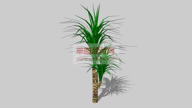 室内装饰植物SU模型