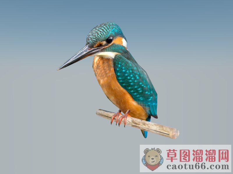 装饰小鸟动物SU模型
