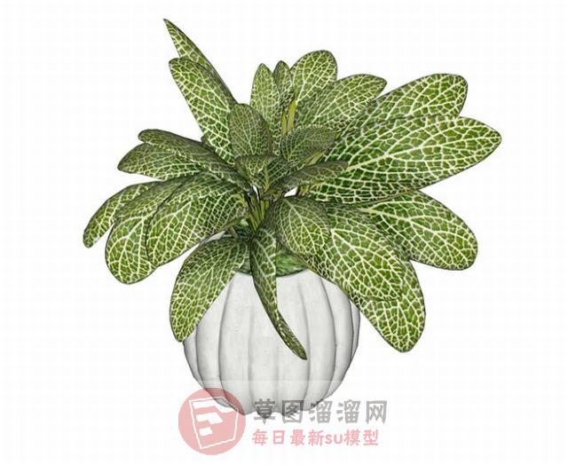 花瓶装饰摆件SU模型