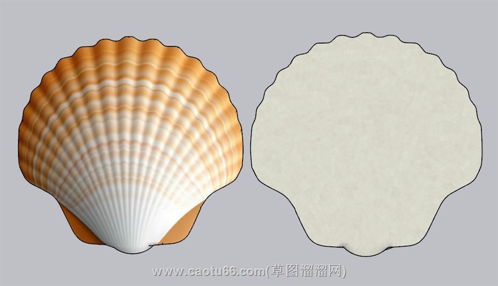 装饰贝壳扇贝SU模型