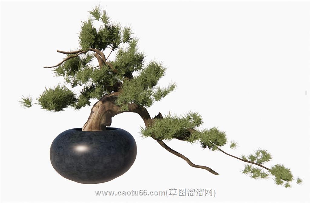 花盆松树迎客松SU模型