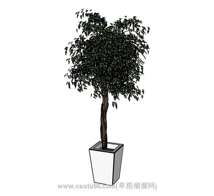 盆栽植物SU模型