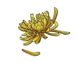 菊花花瓣工艺品SU模型