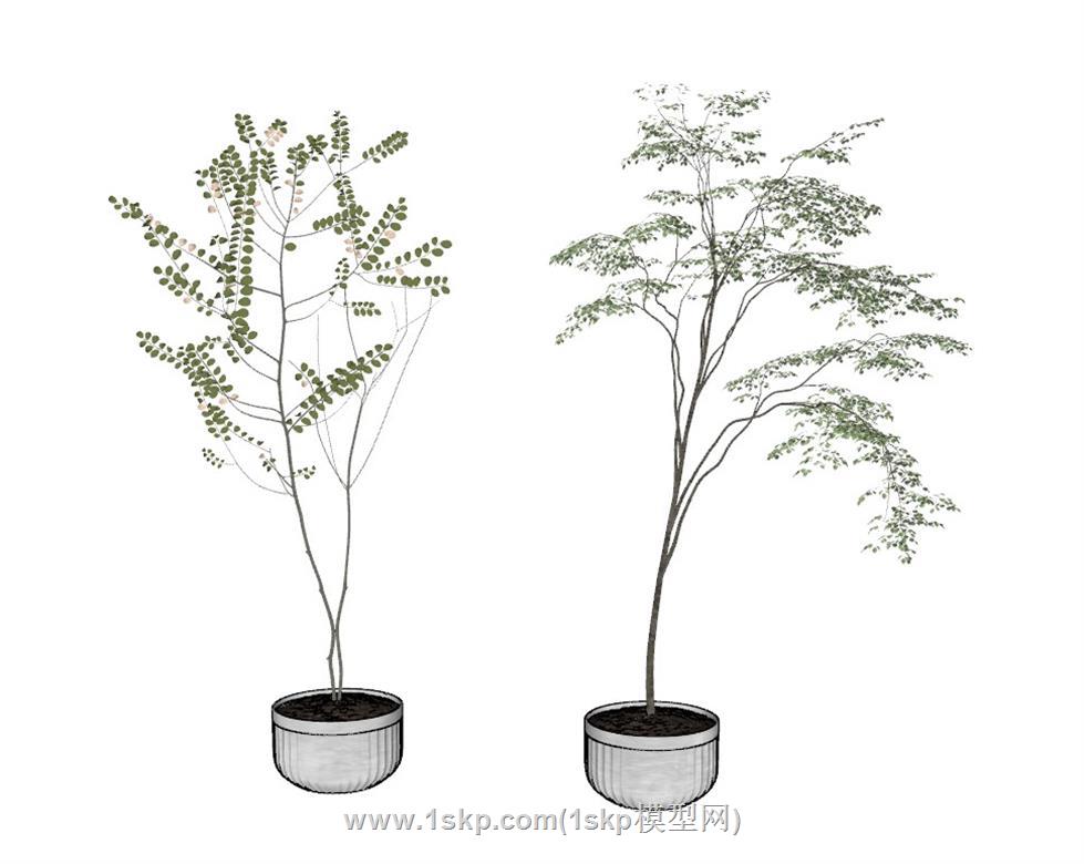 花盆植物SU模型