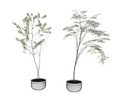 花盆植物SU模型