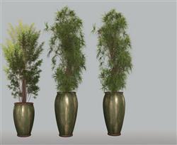 室内花盆植物盆栽