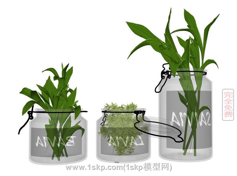 装饰植物花瓶