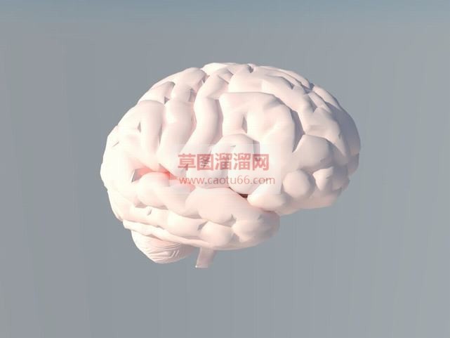 人脑大脑分析SU模型