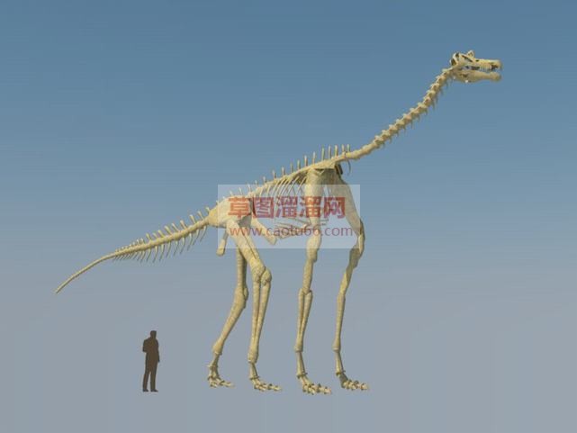 恐龙骨架恐龙SU模型