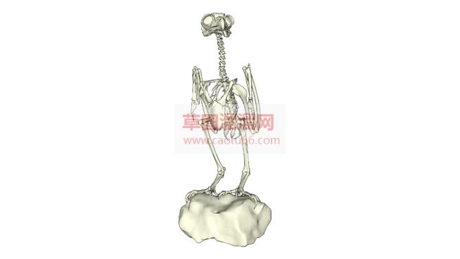 大角枭骨架免SU模型