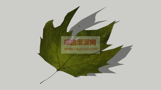 枫叶叶子SU模型