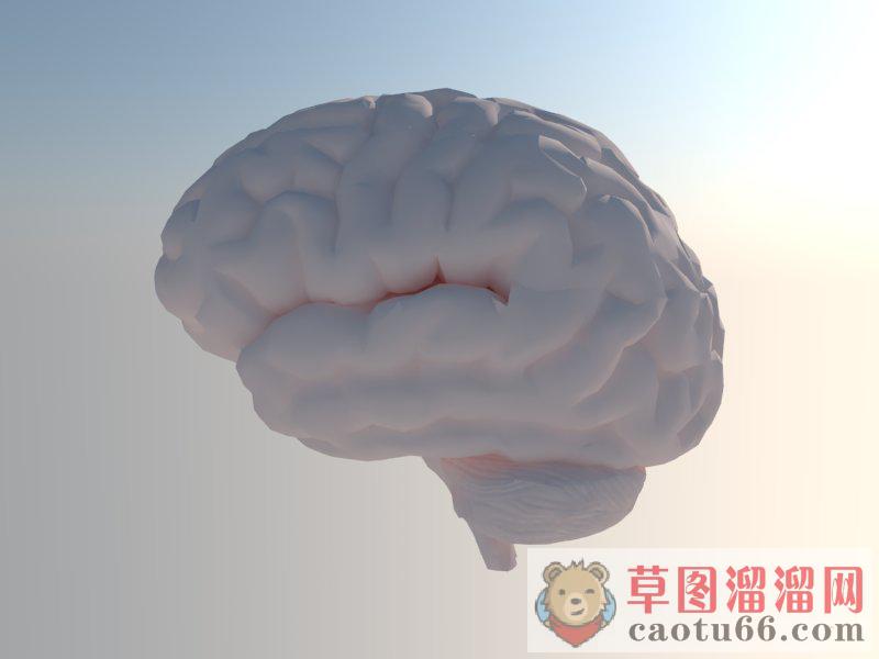 大脑SU模型