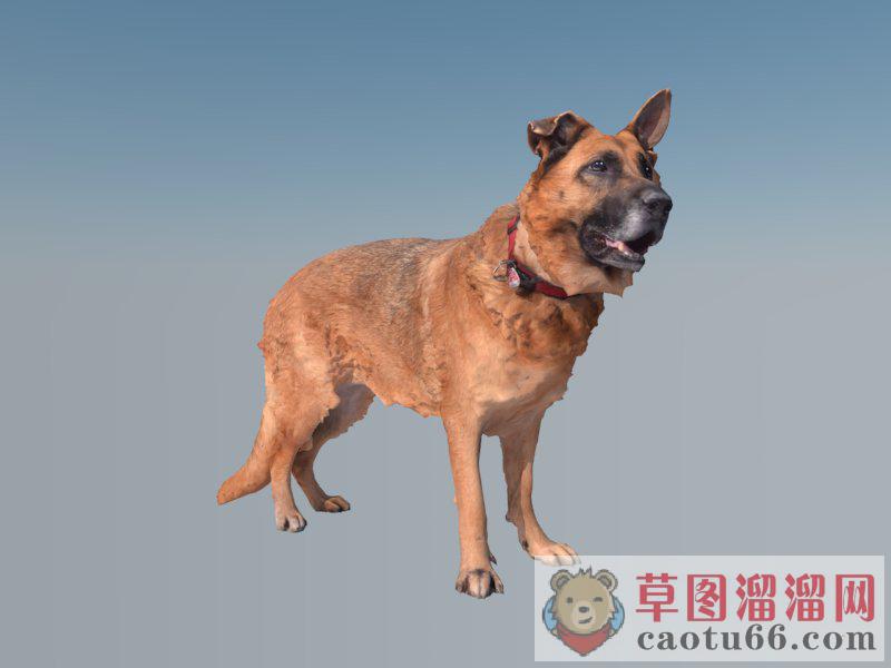 狼狗动物SU模型