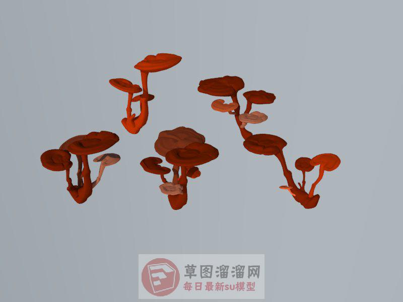 灵芝SU模型
