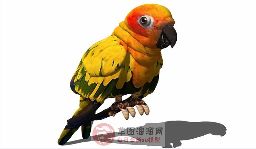 鹦鹉鸟SU模型